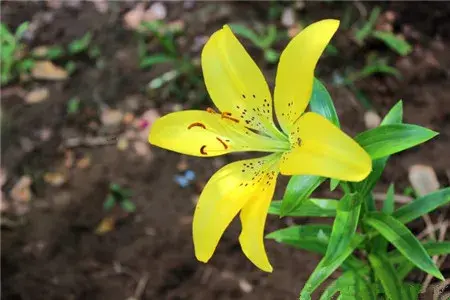 百合花的花语有哪些？