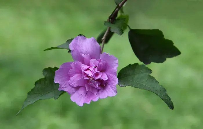 木槿花语与象征意义，木槿有什么传说