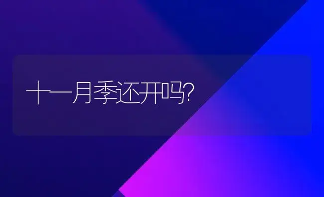 十一月季还开吗？ | 绿植常识