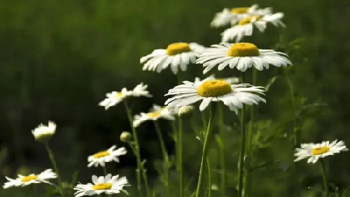 雏菊花语