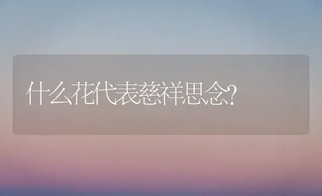 什么花代表慈祥思念？ | 绿植常识