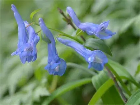 延胡索的花语和传说