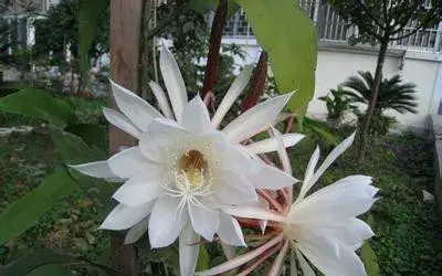 各种花花语及代表的含义有哪些？