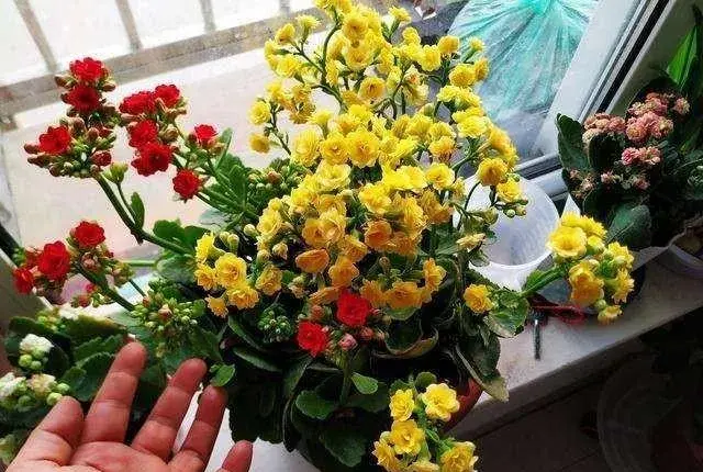 12月长寿花的养殖方法？