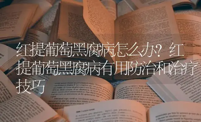 红提葡萄黑腐病怎么办？红提葡萄黑腐病有用防治和治疗技巧 | 果木种植