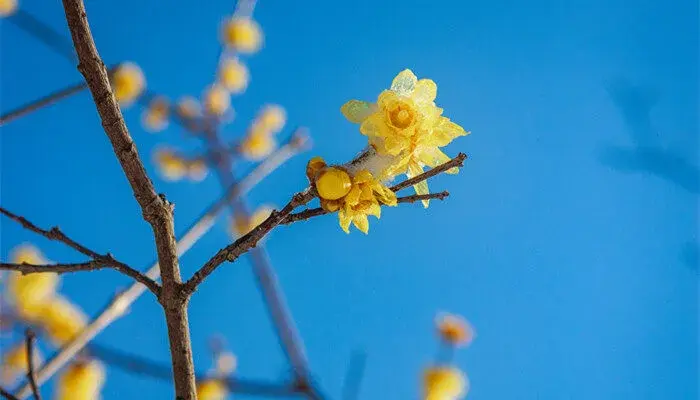 腊梅花花语 腊梅花花语是什么