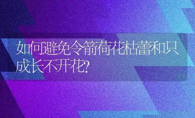 如何避免令箭荷花枯蕾和只成长不开花？ | 家庭养花