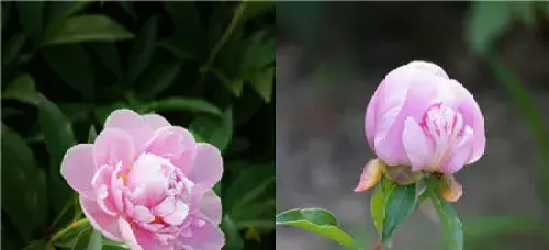 解读芍药的花语 爱情之花另有奇效