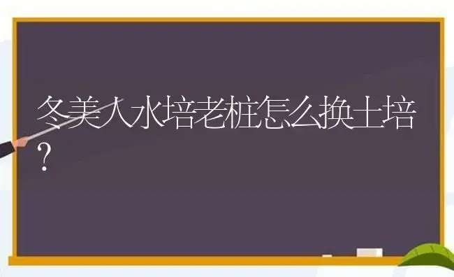 冬美人水培老桩怎么换土培？ | 多肉养殖