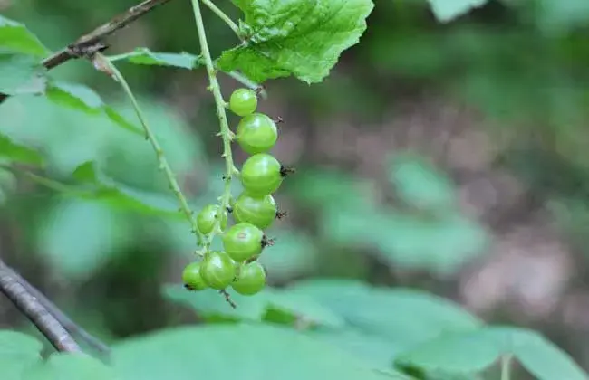 灯笼果的栽培条件