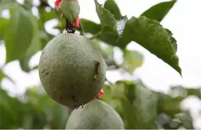 百香果的常见病害及防治和治疗办法