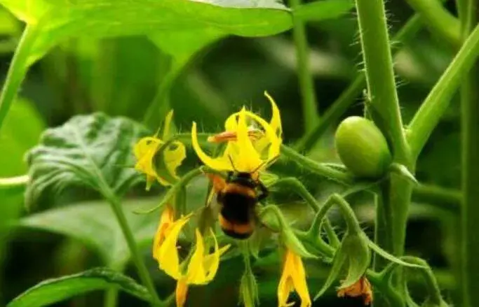 温室西红柿熊蜂授粉技术