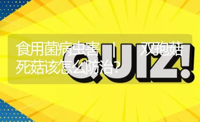 双孢菇死菇该怎么防治？ | 菌菇种植