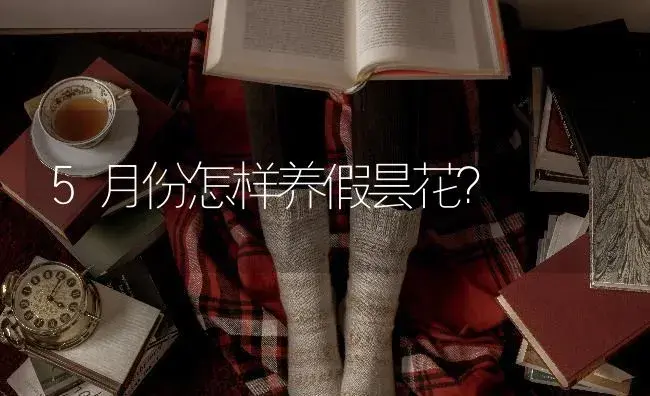 5月份怎样养假昙花？ | 多肉养殖