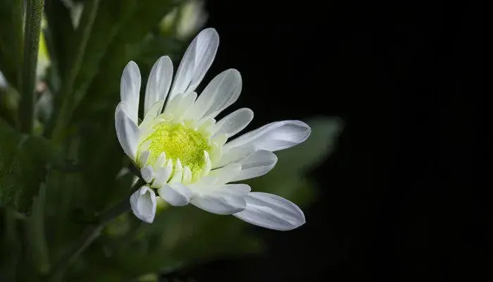 冬菊的花语是什么 冬菊的寓意