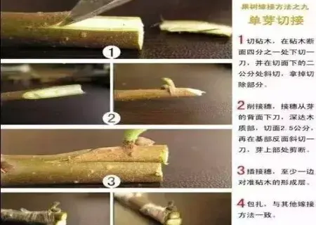 盆栽造型 | 盆景嫁接技术图解