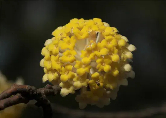 结香花的花语介绍有哪些？