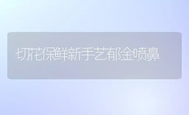 切花保鲜新手艺郁金喷鼻 | 家庭养花