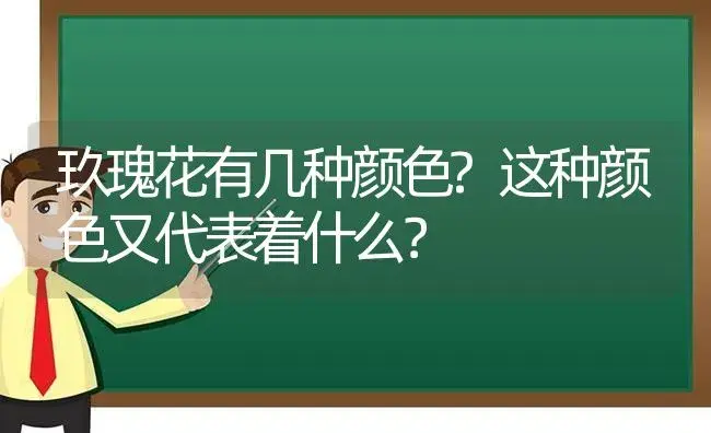 玖瑰花有几种颜色?这种颜色又代表着什么？ | 绿植常识