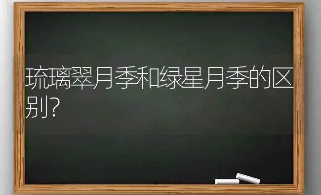 琉璃翠月季和绿星月季的区别？ | 绿植常识