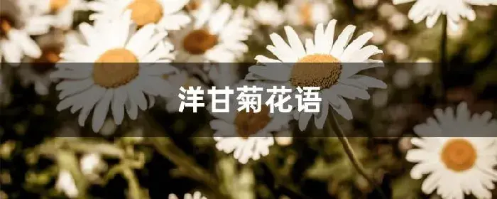 洋甘菊花语