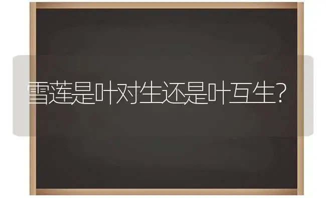 雪莲是叶对生还是叶互生？ | 多肉养殖