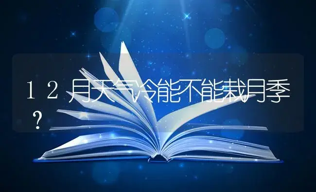 12月天气冷能不能栽月季？ | 绿植常识