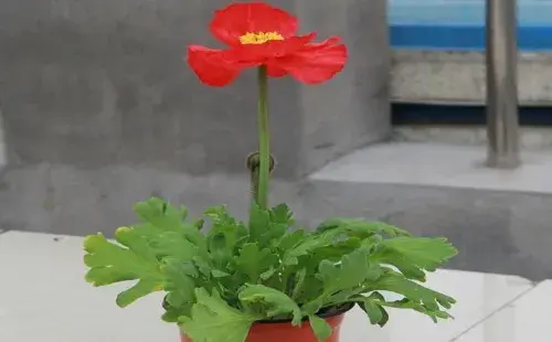 花卉果蔬盆景 | 虞美人盆栽种植方法