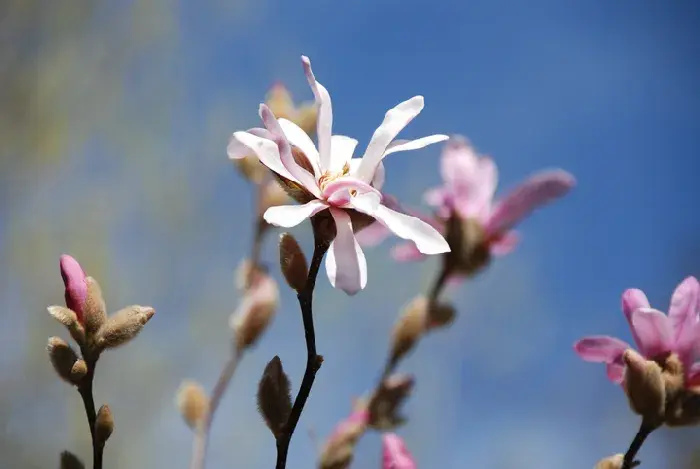 木兰花花语传说，高洁的品格