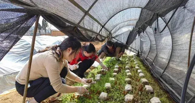 云南鲁甸羊肚菌抢“鲜”上市