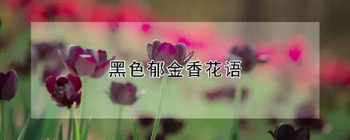 黑色郁金香花语