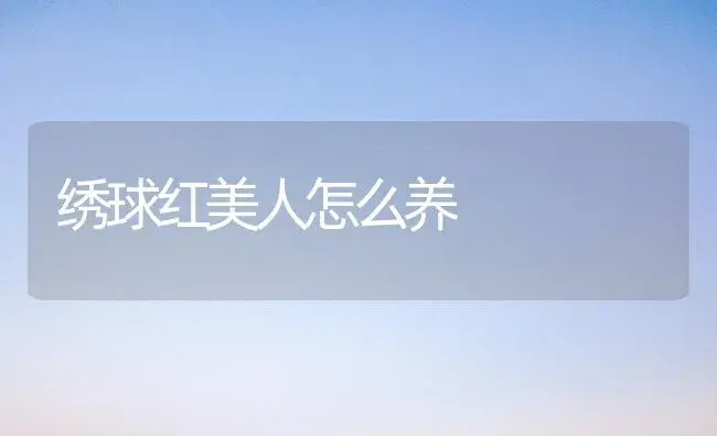 绣球红美人怎么养 | 绿植常识