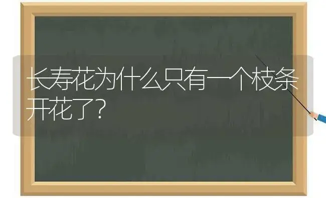 长寿花为什么只有一个枝条开花了？ | 多肉养殖