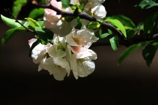 橄榄花的花语及传说，花语为和平与希望