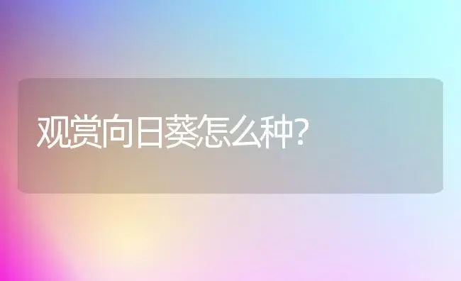 观赏向日葵怎么种？ | 家庭养花