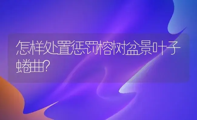 怎样处置惩罚榕树盆景叶子蜷曲？ | 家庭养花