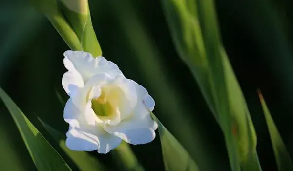 河州牡丹—唐菖蒲的花语有哪些？