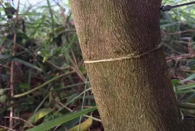 种植芒果为什么要环割