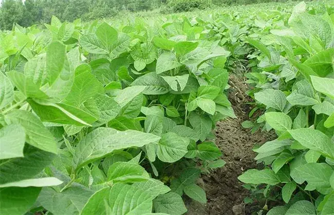 黑豆成长环境