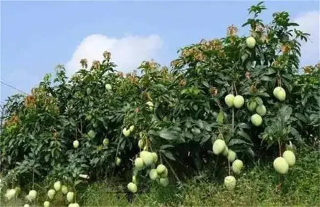 芒果高产栽培技术