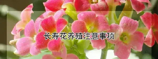 长寿花养殖注意事项