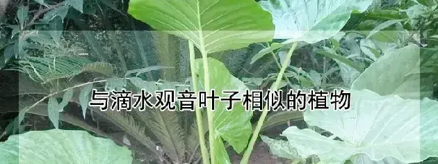 与滴水观音叶子相似的植物