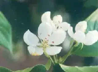 苹果