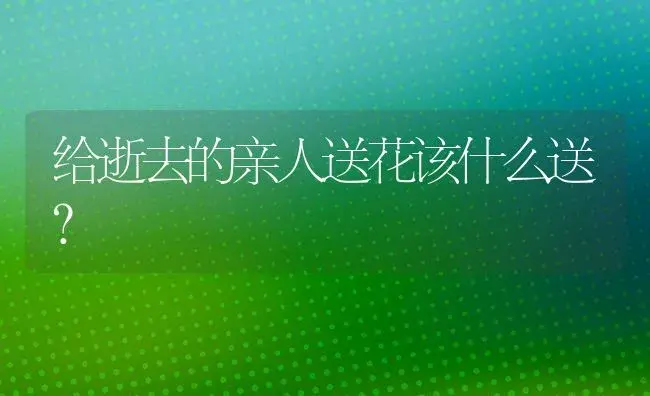 给逝去的亲人送花该什么送？ | 绿植常识