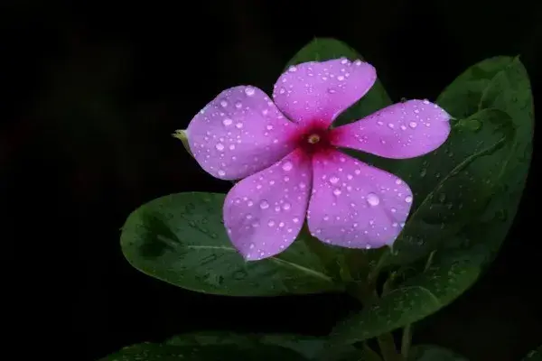 长春花花语和寓意