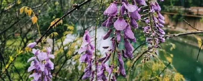 多花紫藤的花语：多花紫藤的花语 多花紫藤的形态