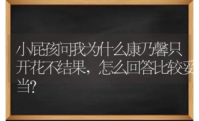 小屁孩问我为什么康乃馨只开花不结果，怎么回答比较妥当？ | 绿植常识