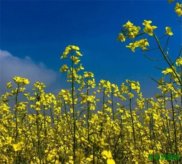 油菜花花开的季节和图片 油菜花的花语寓意