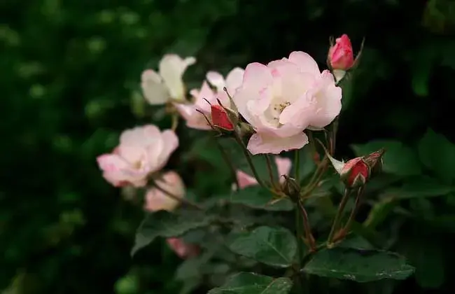 野蔷薇花语和传说