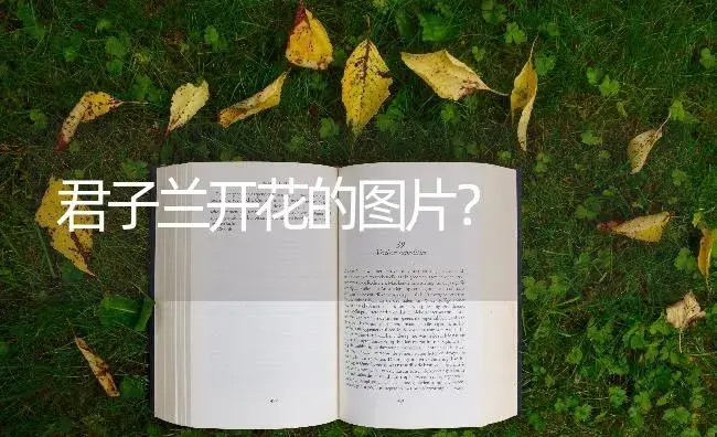 君子兰开花的图片？ | 绿植常识